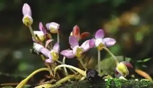 湖南桂东首次发现濒危物种——宽距兰